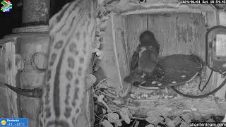 2024 06 01 genet at the hoopoe nestbox