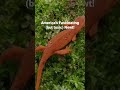 learn all about the red spotted newt in full length wide screen video