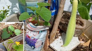 కీరా దోసకాయ మొక్క ఎలా పెoచలి /#bellamanusha /How to grow keera dosakaya At Home Seeds To Harvest 🌿🪴🏡