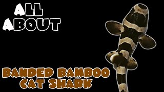 All About The Banded Bamboo Cat Shark