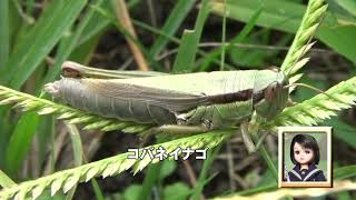 30秒の心象風景20573・草むらを移動～コバネイナゴ～