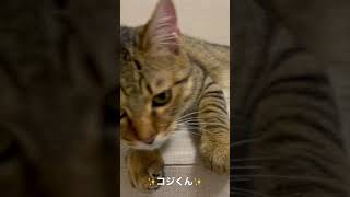 ※爆音注意※生後5ヶ月甘え猫のゴロゴロ音です