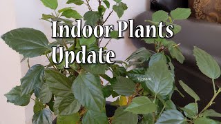 Indoor plants update | విపరీతమైన చలి బయట ఇంట్లో మొక్కలు ఎలా ఉన్నాయి ఎండ కోసం ఎదురు చూపులు #Nighasa