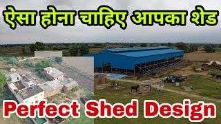 क्या आपका डेयरी शेड (Shed) ऐसा है - नहीं है तो जल्दी करें ये बदलाव - Sansaniwal Dairy Farm Visit