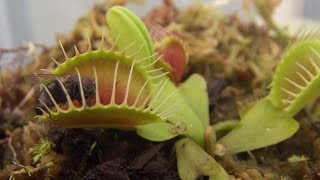 食虫植物　ハエトリソウの捕虫　Dionaea 　2コメだ