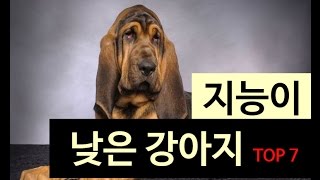 (랭킹박스) 지능이 낮은 강아지 TOP 7