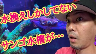 【海水魚水槽】ほったらかしサンゴ水槽の変化🪸