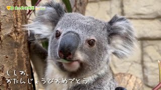 【東山動植物園公式】ししお の食べ方（誕生日おめでとう！）《 コアラ 》