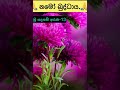 මේ බන පදය අහන වාරයක් පාසාම ඔබේ ජිවිතයට සතුටක් ගෙන දෙයි ඔබ වාසනාවන්තයි කියල shorts