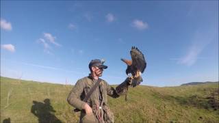 Harris And TriBred hawk hunting