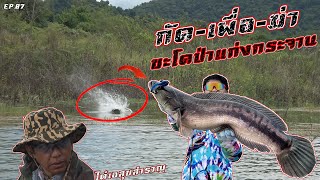 EP.87 กัด-เพื่อ-ฆ่า ชะโดป่าแก่งกระจาน #Mohok fishing channel