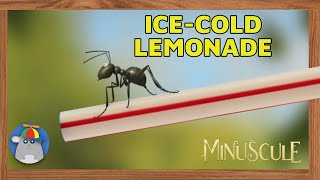 Minuscule Mini Movies - Ant on the Rocks