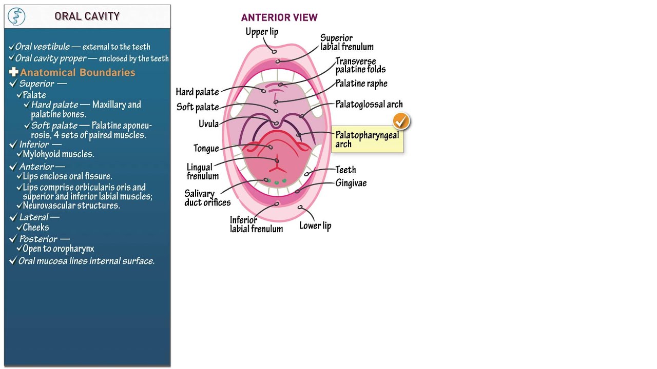 Mouth Cavity Anatomy