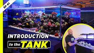 10 Most Important Things to Know Before Starting an Aquarium