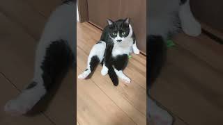 ハチワレ珍百景 #ねこ #ハチワレ #猫 #猫動画 #野良猫 #珍百景 #cat #shorts