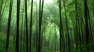 울창한 대나무 숲에 내리는 빗소리 - Rain sound in the Bamboo grove