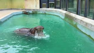 福岡市動物園カバのタロー・2018・6／26