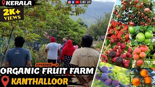 100% Organic Fruit Farm in Kanthalloor, Kerala | Heaven of FRUITS | Kashmir of Kerala | KANTHALLOOR