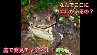 庭で発見！何でここにカエルがいるの？