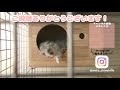 チンチラが子犬っぽく見える角度を見つけた！chinchilla resembles a puppy