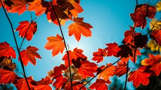 فصل خزان  یا پاییز آغاز سقوط برگ ها و تغییر رنگ طبیعت|Fall season