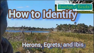 How to Identify Herons, Egrets, and Ibis in Central Florida