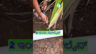 ಕಬ್ಬಿನಲ್ಲಿ ಹನಿ ನೀರಾವರಿ ಬಳಕೆ 💧#indianfarmer #drip #shorts