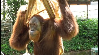 ハンモックに包まれたいオランウータン/ Orangutan wants to relax in a hammock