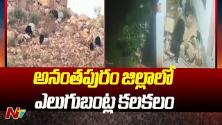 Bears Hulchul In Anantapur District | అనంతపురం జిల్లాలో ఎలుగుబంట్ల కలకలం | Ntv