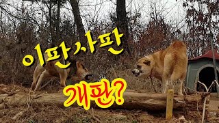 #개싸움,기싸움 모음