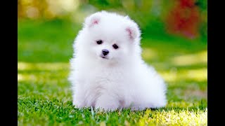 Top 10 Smallest Dogs in the World 2022