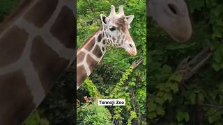 Tennoji Zoo - Travel Japan - Family activities in Osaka