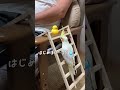 cockatiel hachi vs the customer shocking ending 💦 shorts part 1