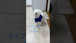 トイプードルのテンちゃん　うちのわんこ　男の子6歳　昨年のやつです。#トイプードル　#犬　#dog #癒し　#動物　#animals