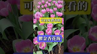 士林官邸鬱金香展_開箱13萬株30種來自荷蘭及日本的鬱金香_CKS Shilin Residence Tulip Festival @kuma1928