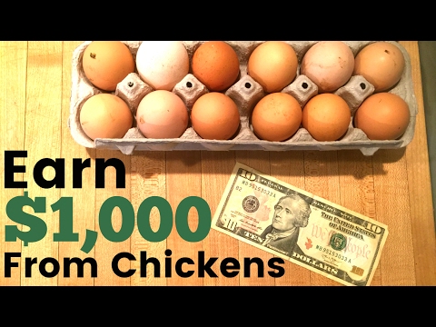 How To Make Money Raising Egg Laying Chickens How To Make Money Raising Egg Laying Chickens