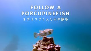 【癒しの海タヒチボラボラ】ネズミフグくんのサンゴ礁の海ガイド Underwater guide by a porcupine fish : 面白可愛い魚FunnyCuteFish