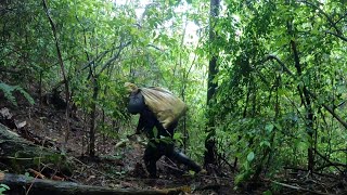 沉浸式掰笋，这声音太解压了，大山里的原生态《三》