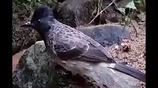 Red vented Bulbul#bird  | කොණ්ඩ කුරුල්ලා | Birds