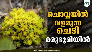 ചെടിയുടെ പ്രത്യേകതകൾ അറിയാം  | Mars | Syntrichia caninervis