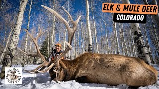 High-Altitude Hunts for Elk & Mule Deer