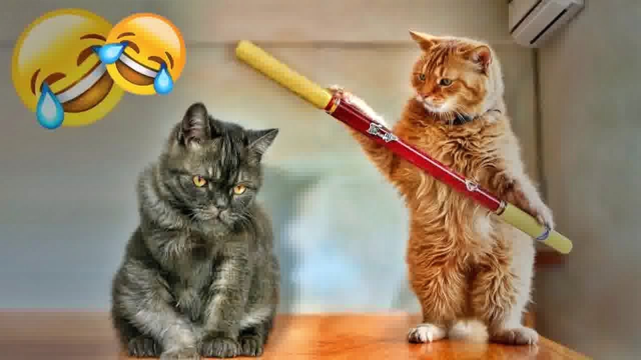 You Laugh You Loseёяш ёярхfunniest Dogs And Cats 2025ёяш Youtube