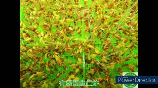 亞麻籽沖水｜對於水耕培育種植亞麻籽芽菜苗的重要性