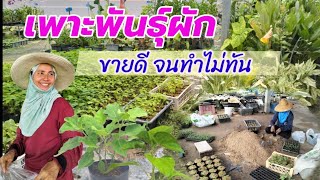 เพาะเมล็ดพันธุ์ผัก ขายดีมาก จนทำไม่ทัน