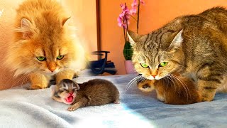 Daddy Cat Meets His Cute Baby Kittens