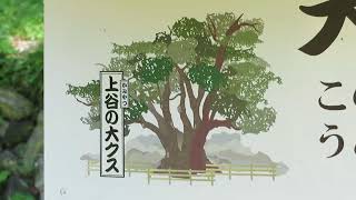 上谷の大クス（埼玉県入間郡越生町）〈埼玉県指定天然記念物〉