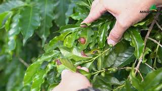 OK, MINASUL! Impacto do excesso de chuvas nas lavouras. 🌱