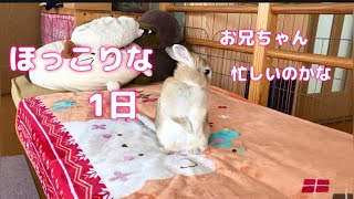 【とっても可愛いうさぎ】はなちゃんの、ほっこりな1日。お兄ちゃんが帰ってきてたよ。