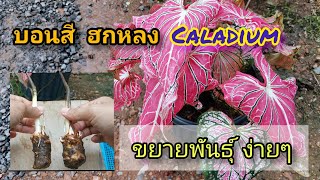 ตะลึง!! บอนสี​ฮกหลง​ หัวใหญ่มาก (Caladium)​ ผ่าหัว​บอนสี​ฮกหลง ขยายพันธ์ุง่ายๆ​ #ราคากำลังมาเเรง