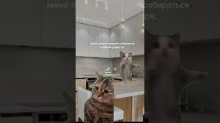 хех думаю имба #memes #мемы с котиками